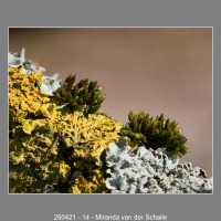 260421-14-Miranda-van-der-Schalie
