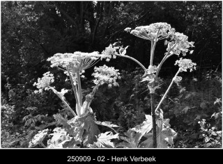 250909-02-Henk-Verbeek