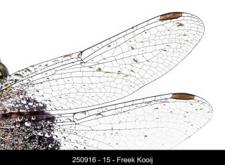 250916-15-Freek-Kooij
