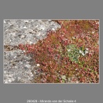 260428-Miranda-van-der-Schalie-4