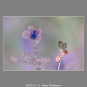 261013-14-Kees-Wolthoorn