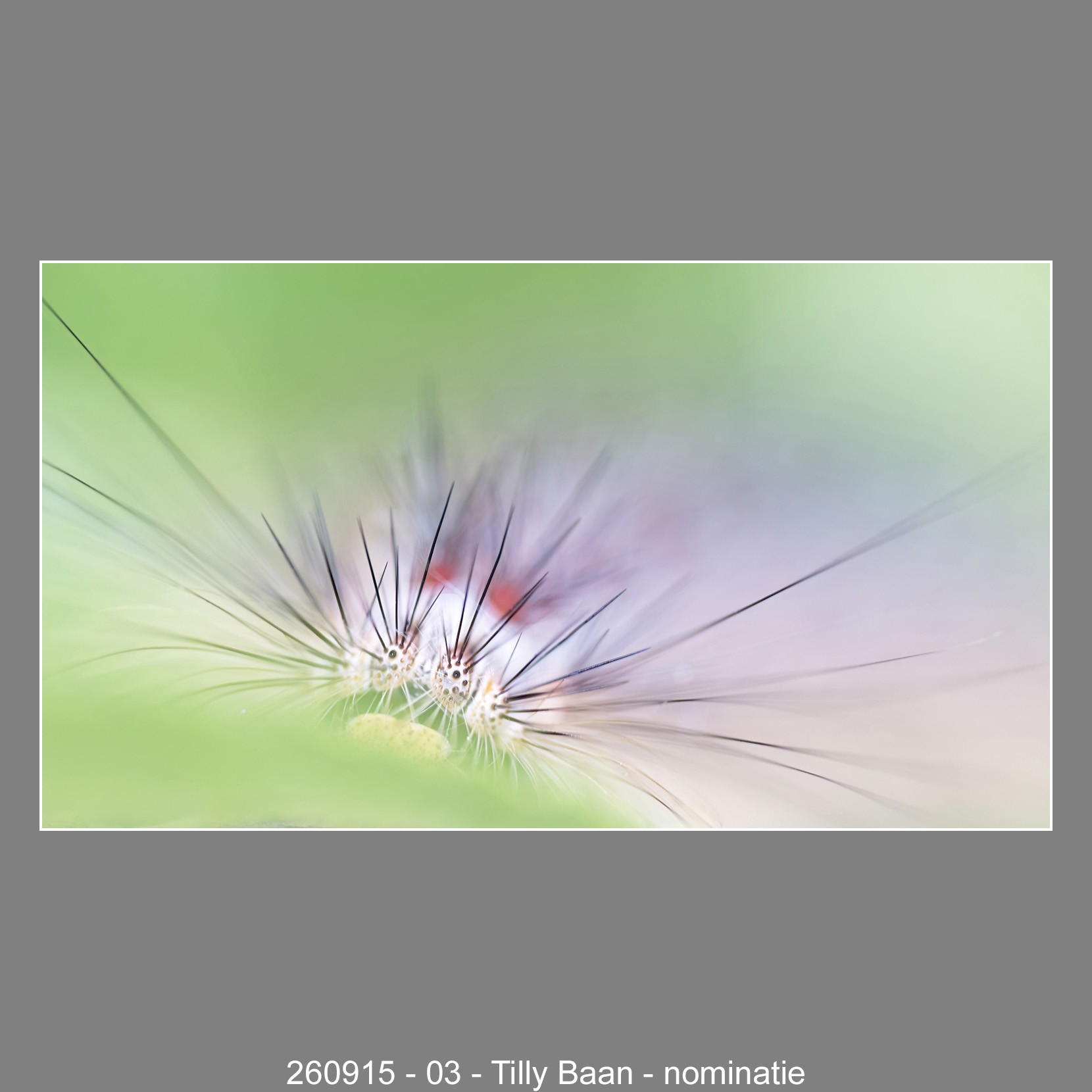 260915-03-Tilly-Baan-nominatie