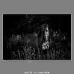 260707-10-Ineke-Wolff