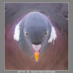 251118-02-Hannie-Heere-Nominatie