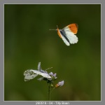 260519-04-Tilly-Baan