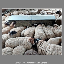 251021-16-Miranda-van-de-Schalie-1