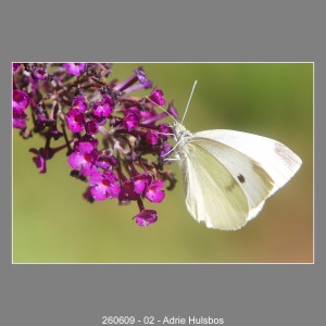 260609-02-Adrie-Hulsbos